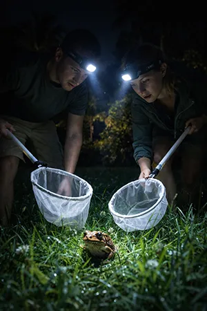 Collecting cane toads at night with a light along a Florida yard edge — when invasive toads are most active