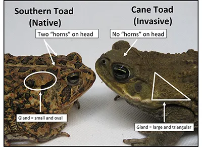 Cane toad and native southern toad shown for scale in Florida — invasive species is visibly larger with different head profile