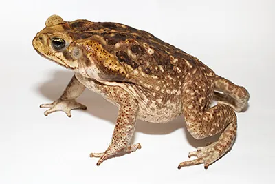 Cane toad on soil in South Florida — invasive bufo toad showing rough skin and large parotoid glands behind the eyes