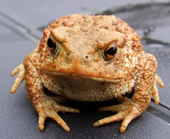 Adult cane toad showing rough skin and large parotoid glands — breeding adults deposit egg strings in standing water nearby