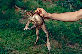 Cane toad on irrigated Florida lawn — repellents are only one layer when habitat and moisture attract invasive toads