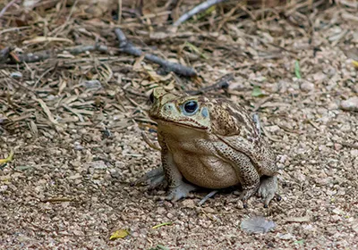 Adult cane toad in South Florida outdoor habitat — large invasive bufo toad on soil and leaf litter