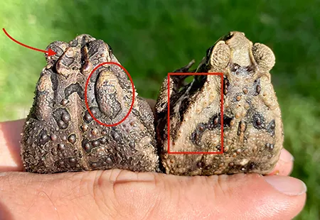 Side-by-side comparison of invasive cane toad and native southern toad showing size and head shape differences