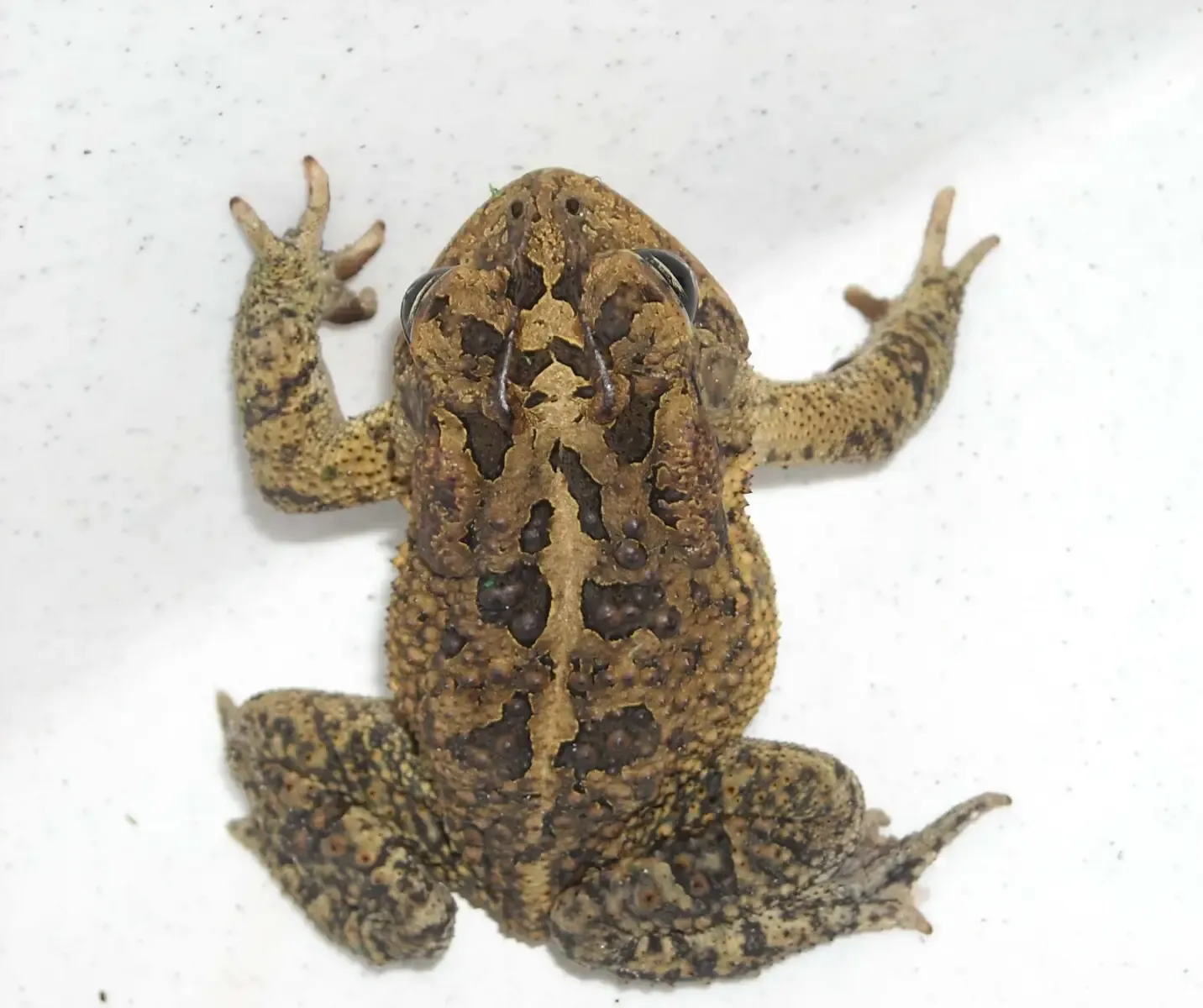 Native southern toad in natural Florida habitat — smaller build and visible cranial ridges compared with cane toads